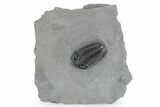 Calymene Niagarensis Trilobite Fossil - New York #269929-1